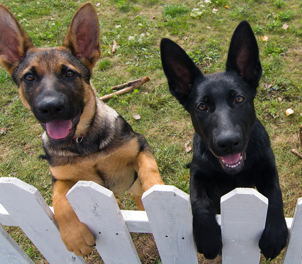 cute and happy dogs