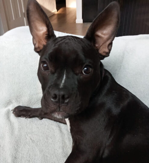 Piper