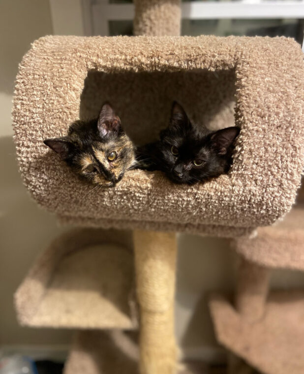 Wonder, a Cat Who Beat All the Odds