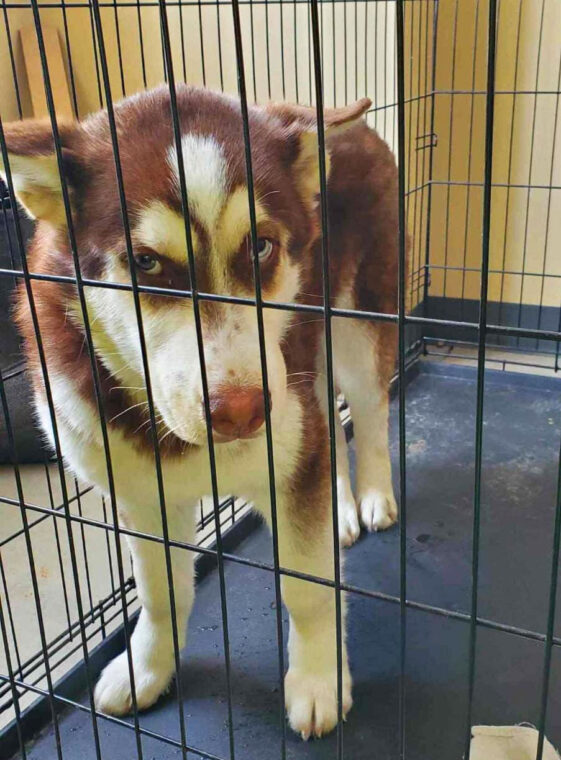 Goldie, the Brave