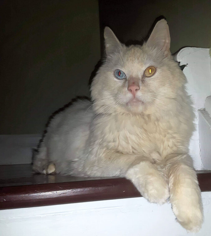 Blaine, the toothless cat