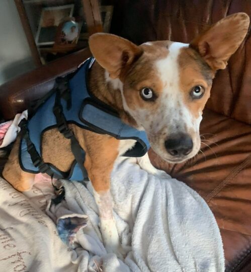 Cardi