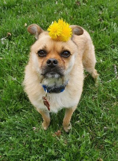Gizmo