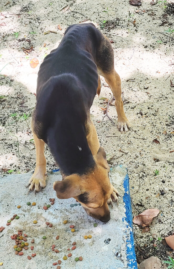 Condition of homeless dogs in Cuba