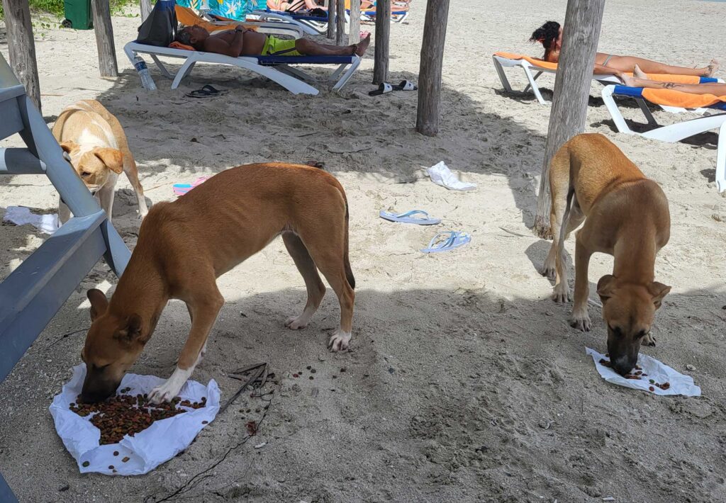 Food aid to dogs in Cuba
