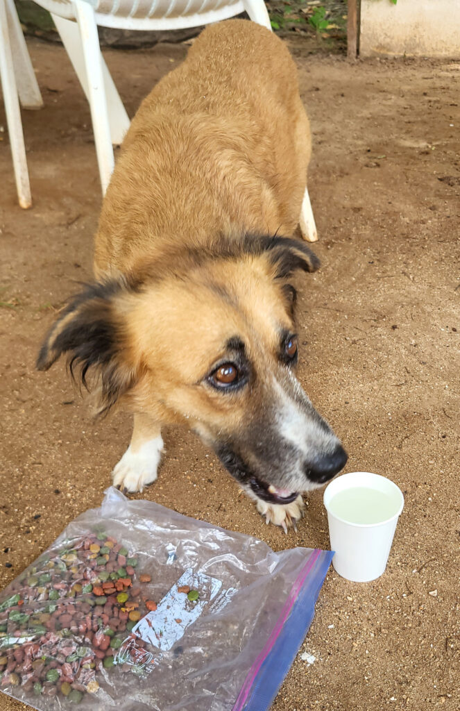 Stray pup in Cuba being fed