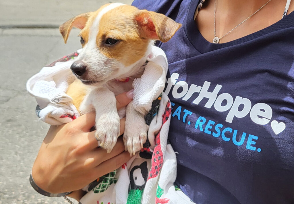 Rescue puppy, going home
