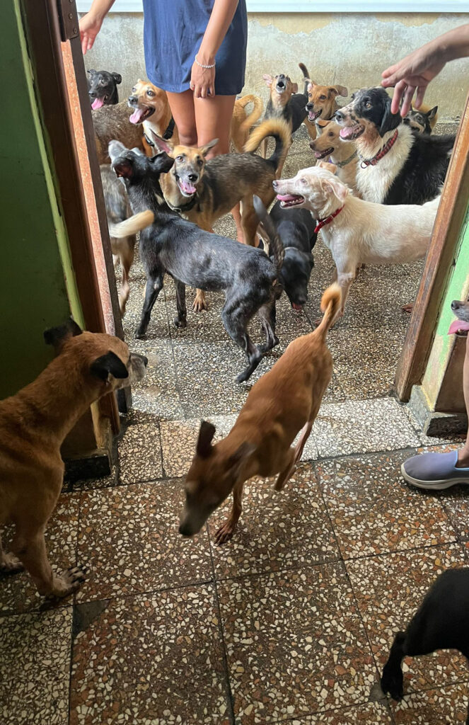 Stray dogs in Cuba