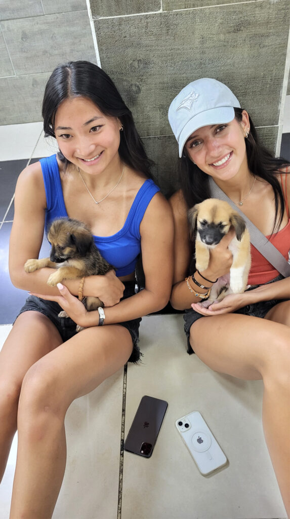 Volunteers bringing stray puppies home from Cuba