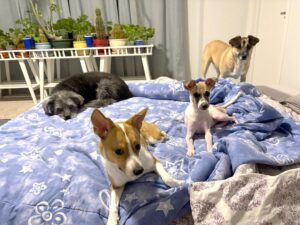 Mila on a cozy bed with her new dog siblings in their loving home