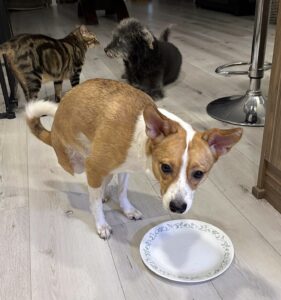 Mila standing beside cats and eating from a plate in a cozy kitchen