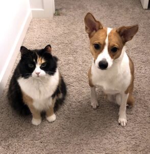 Mila sitting beside a black-and-white cat on a carpeted floor