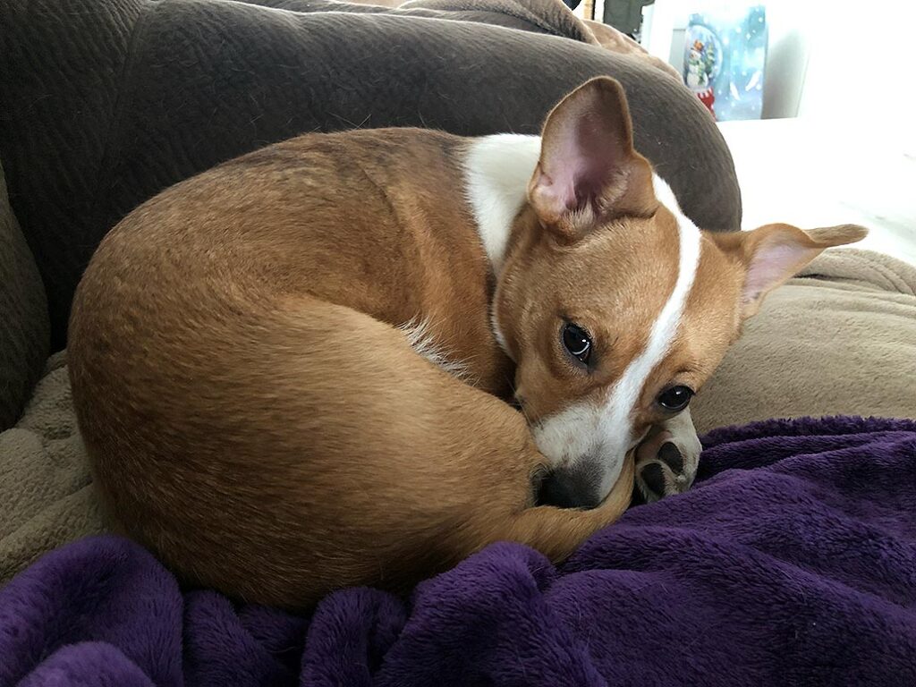 Mila curled up on a purple blanket, peacefully asleep 