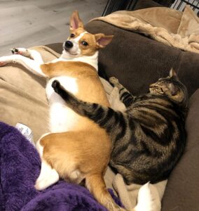 Mila cuddling with a cat on a couch, showing affection and comfort