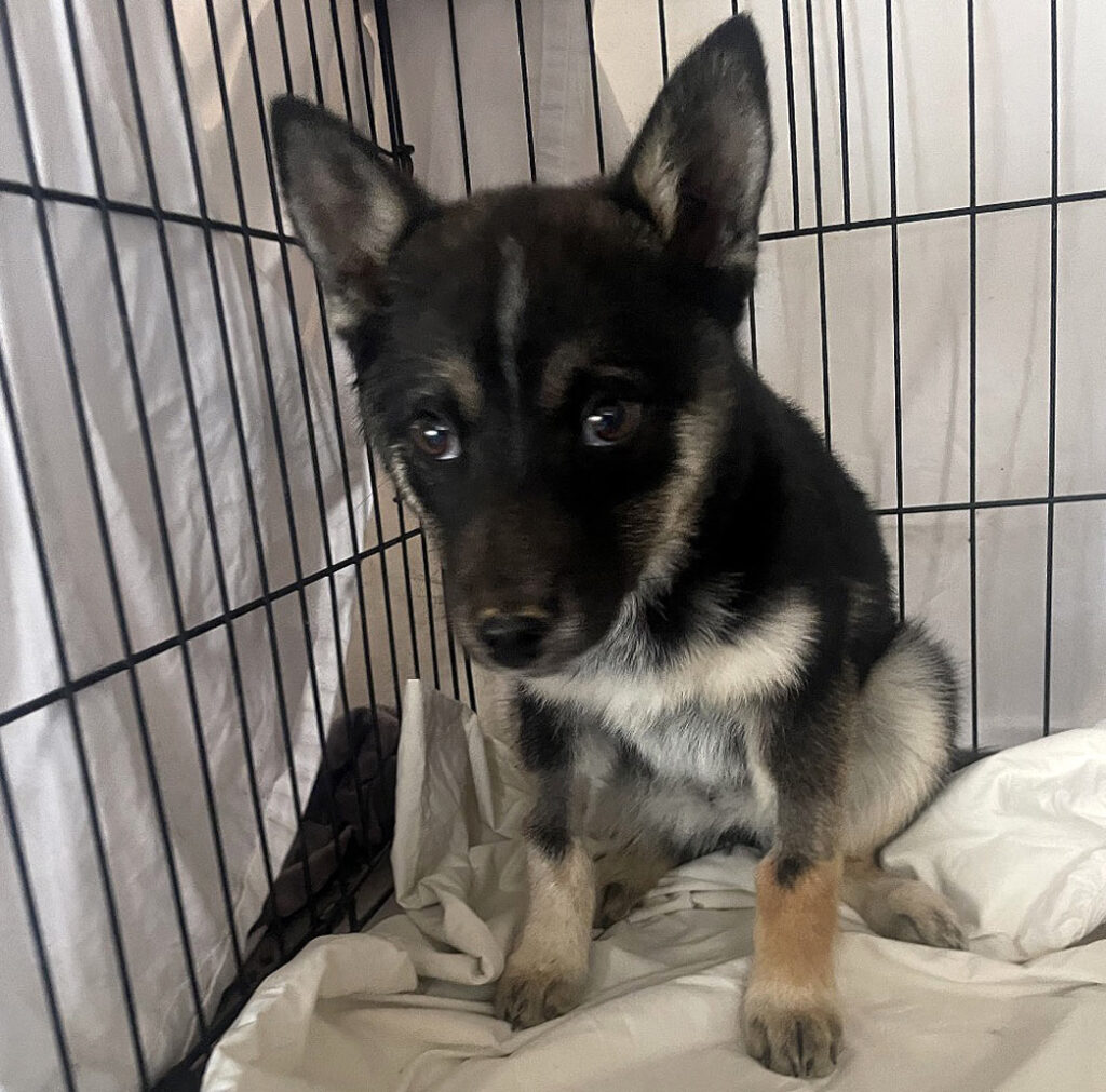 Puppy Kansas during emergency care.