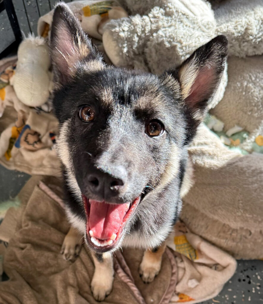 Kansas, the rescue puppy, is smiling and full of life