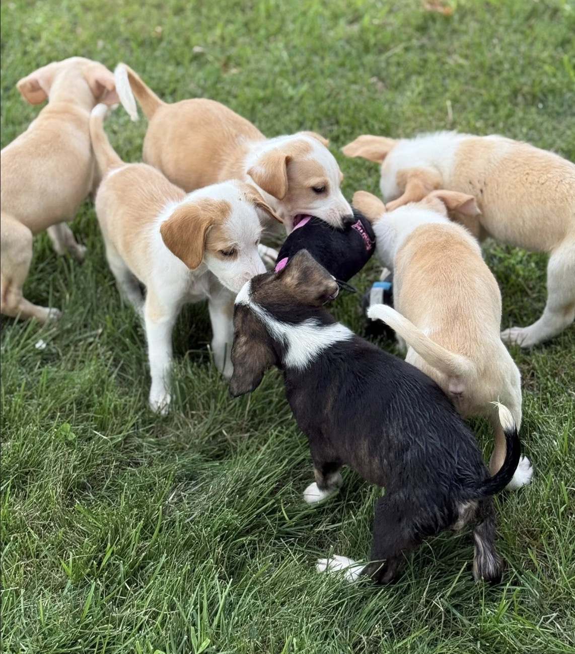 Group of rescued puppies playing together after parvovirus recovery.