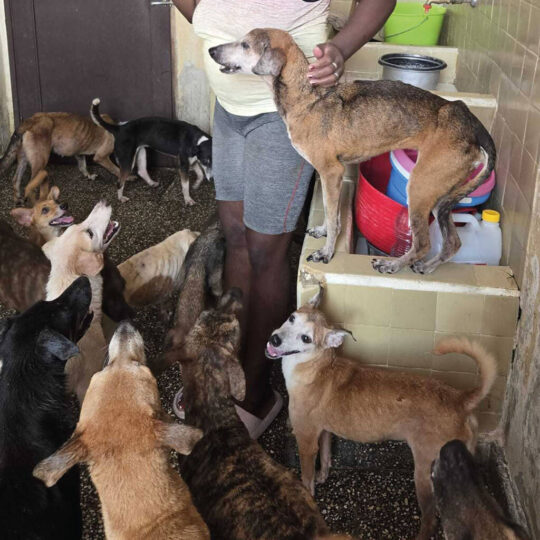 Volunteer surrounded by rescued dogs while feeding them inside a Cuban shelter.