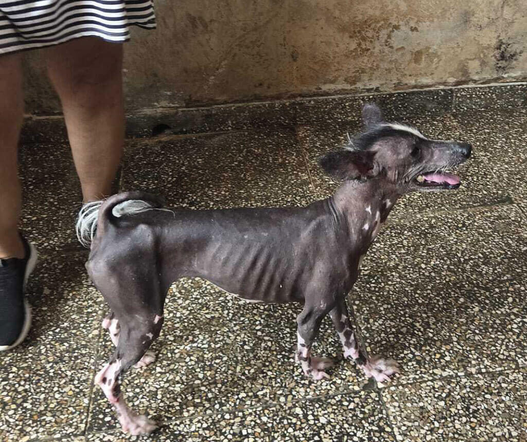 Hairless dog with visible recovery marks standing on the shelter floor.