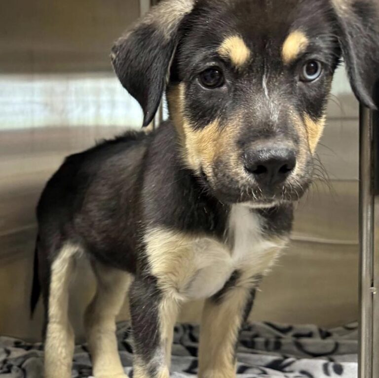 Fish, a rescued puppy from Sheep Springs, New Mexico, recovering and thriving under the care of Underdog Animal Rescue.