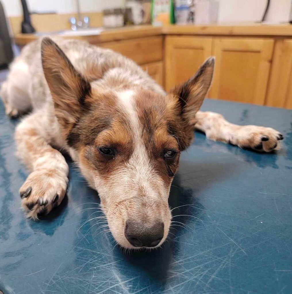 Dot lying weak and exhausted on a vet table during her early recovery.