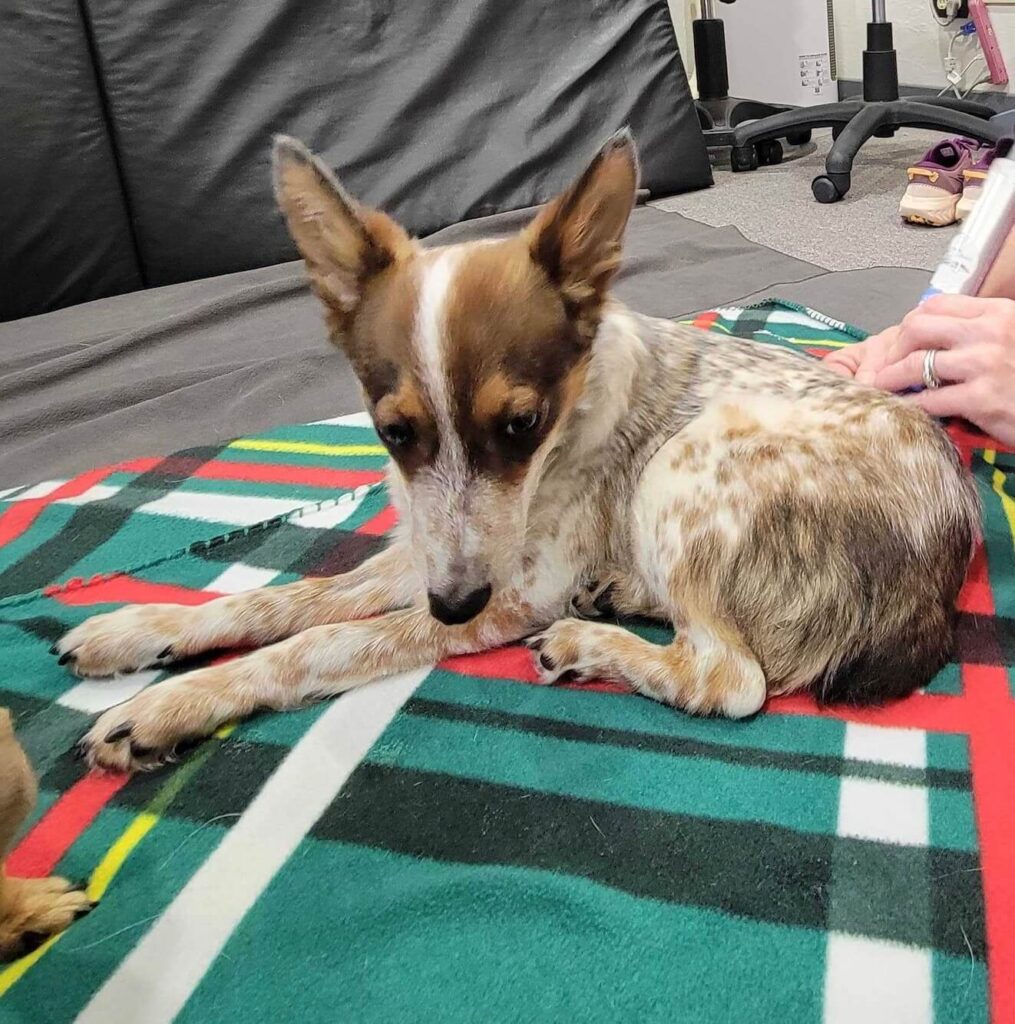 Dot lying weak and exhausted on a vet table during her early recovery.