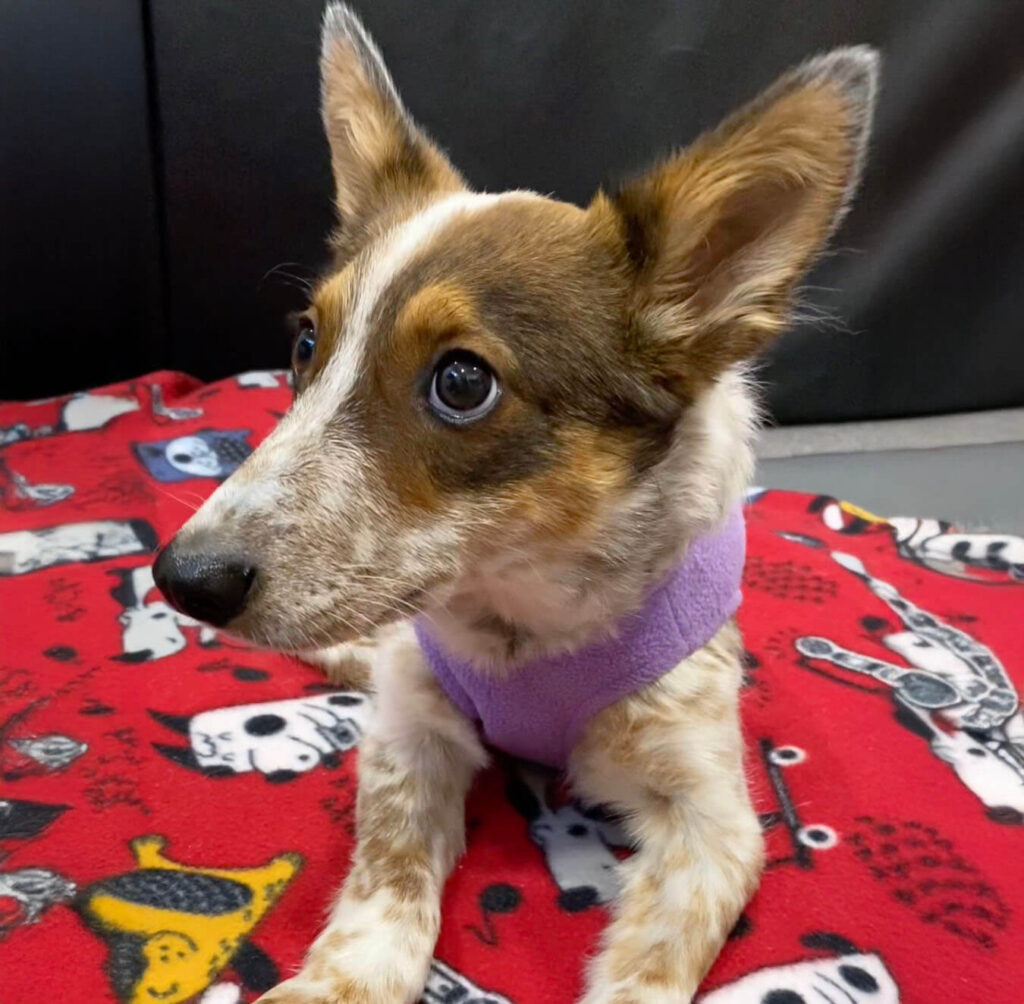 Dot sitting on a red blanket wearing a purple sweater while recovering.