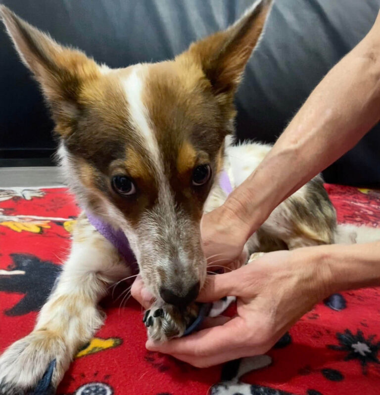 Dot receiving assistance from a caregiver’s hands while eating or taking medication.