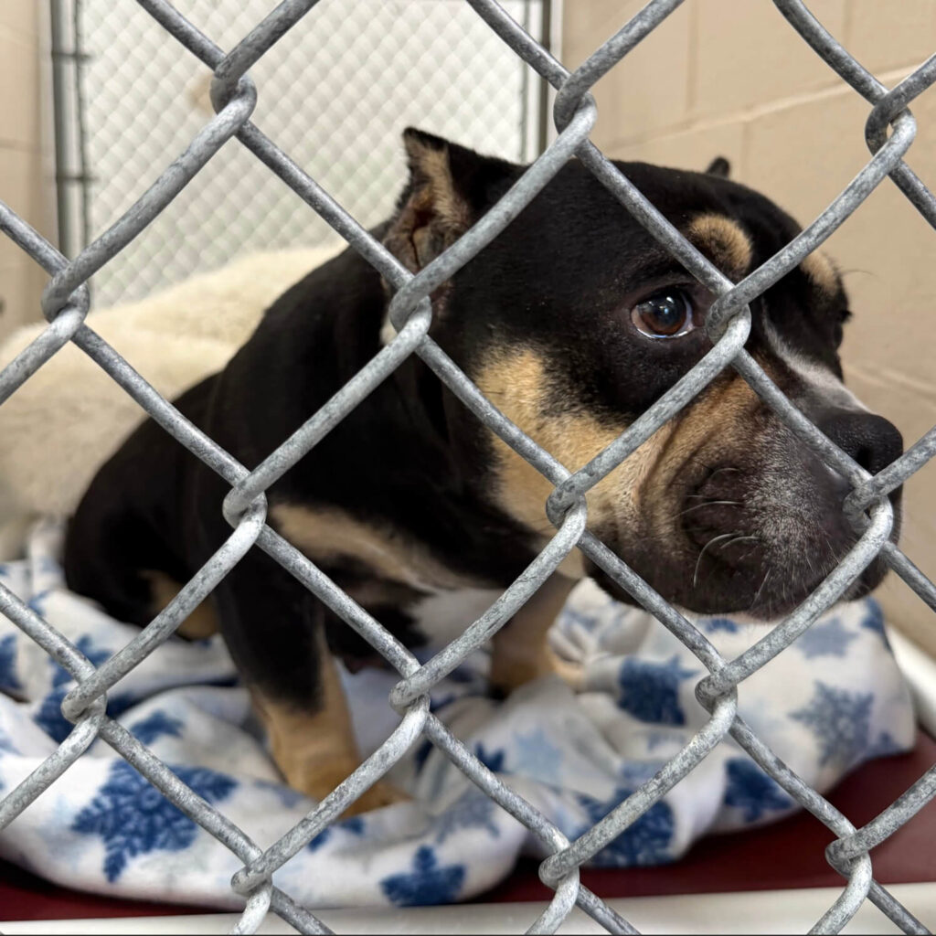 Maggie behind a chain-link fence at the shelter before rescue.