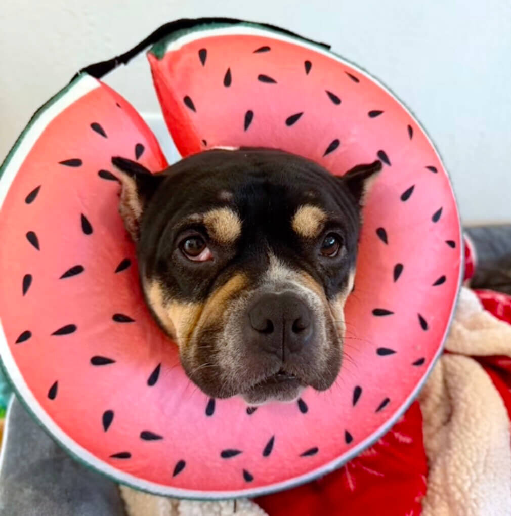 Maggie wearing a pink protective cone shaped like a watermelon.