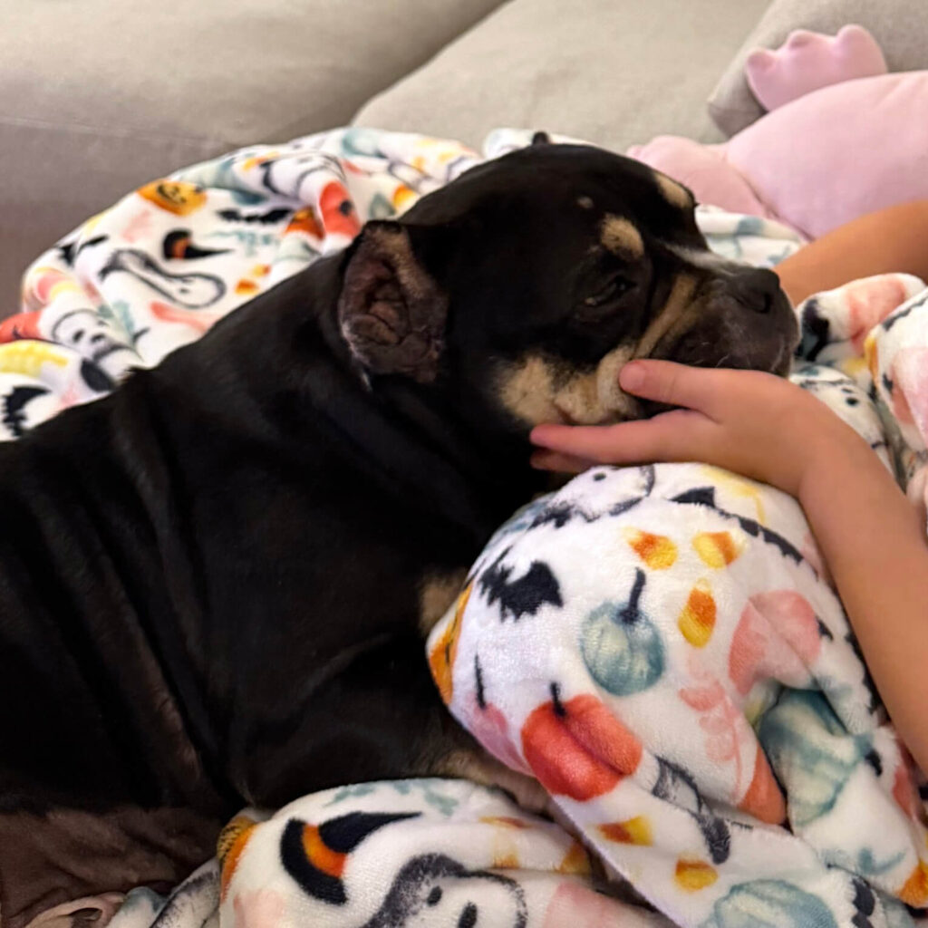 Maggie snuggling on a blanket while receiving gentle affection.