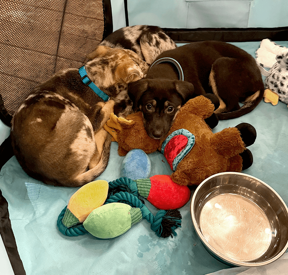 Two puppies napping together in a dog bed with a colorful toy.