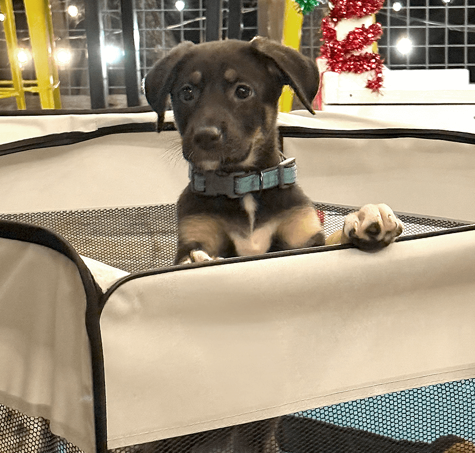 Puppy with a teal collar looking out from a white mesh playpen.
