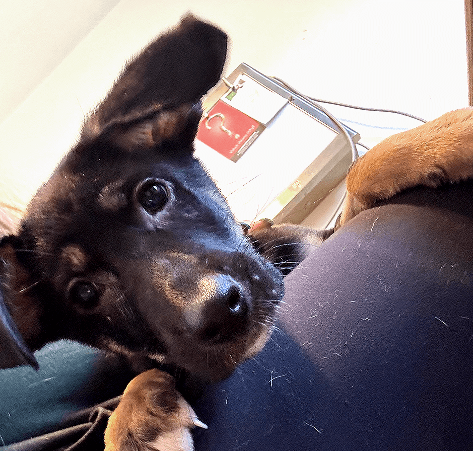 Puppy looking up at the camera with one ear slightly tilted.