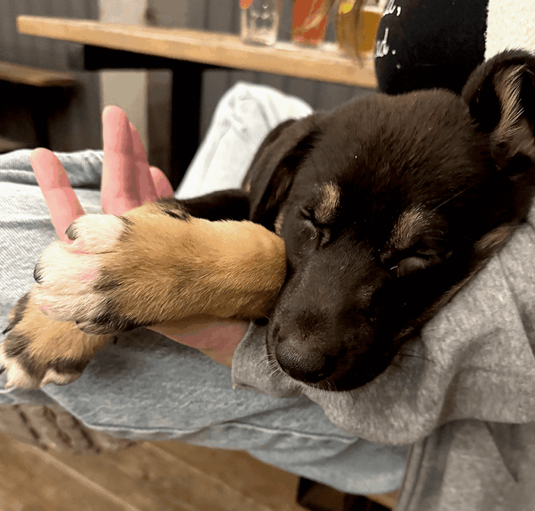 Aurora sleeping soundly while being cradled in someone's arms.