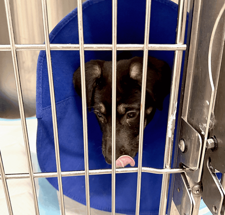 Aurora wearing a blue fabric recovery cone looking through metal kennel bars.