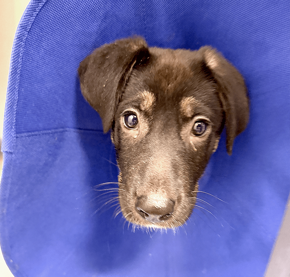 Close-up of Aurora’s face centered inside a blue fabric recovery collar.