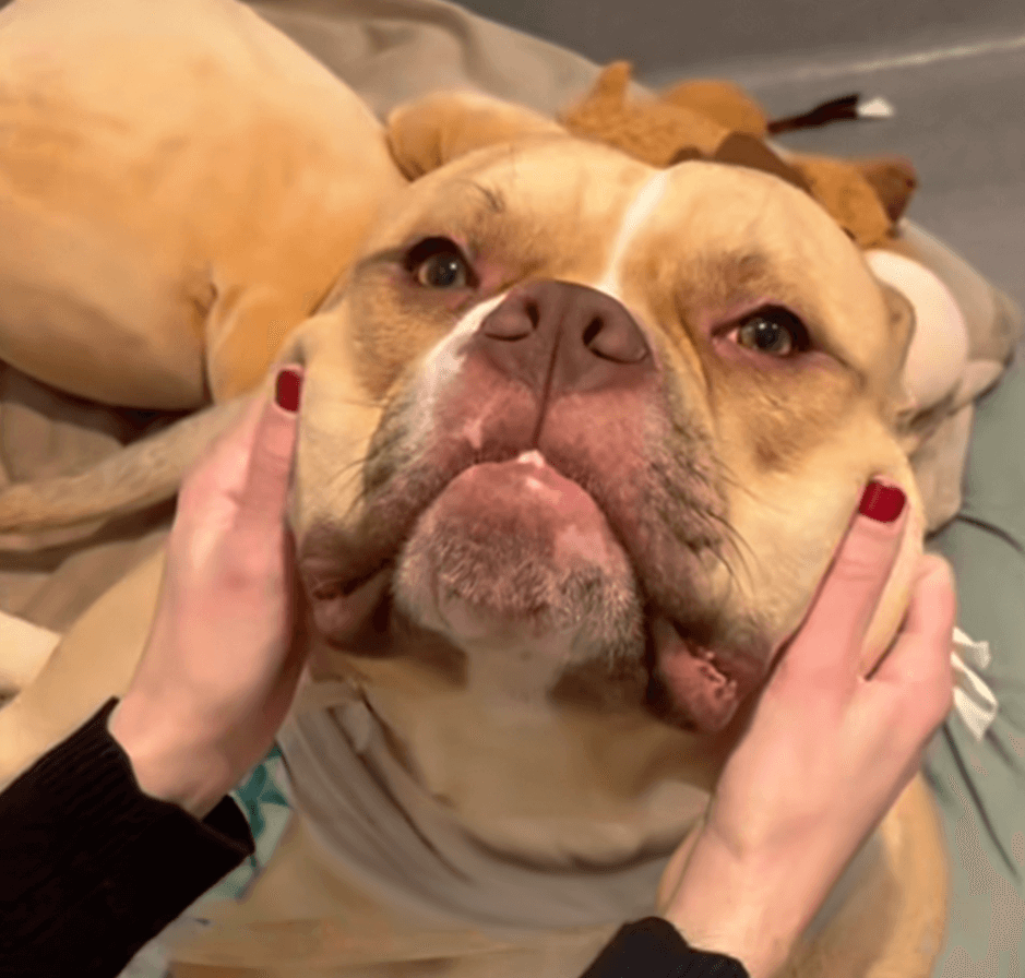 Close-up of a tan dog’s face being gently cradled by two hands.