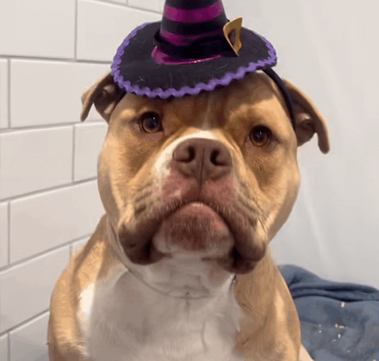 Tan dog wearing a small purple witch hat.
