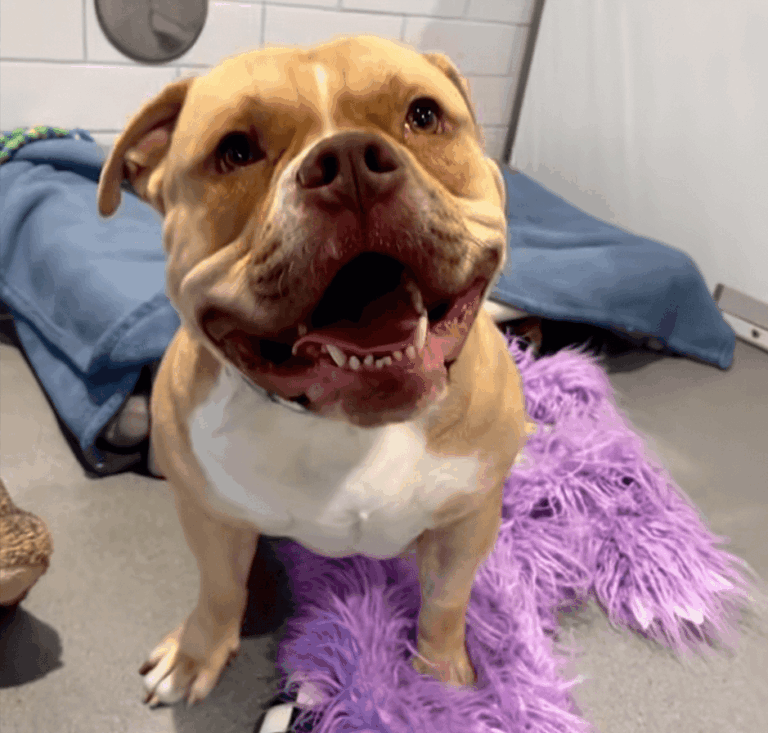 Tan dog sitting on a gray blanket with a wide, happy open-mouthed smile.