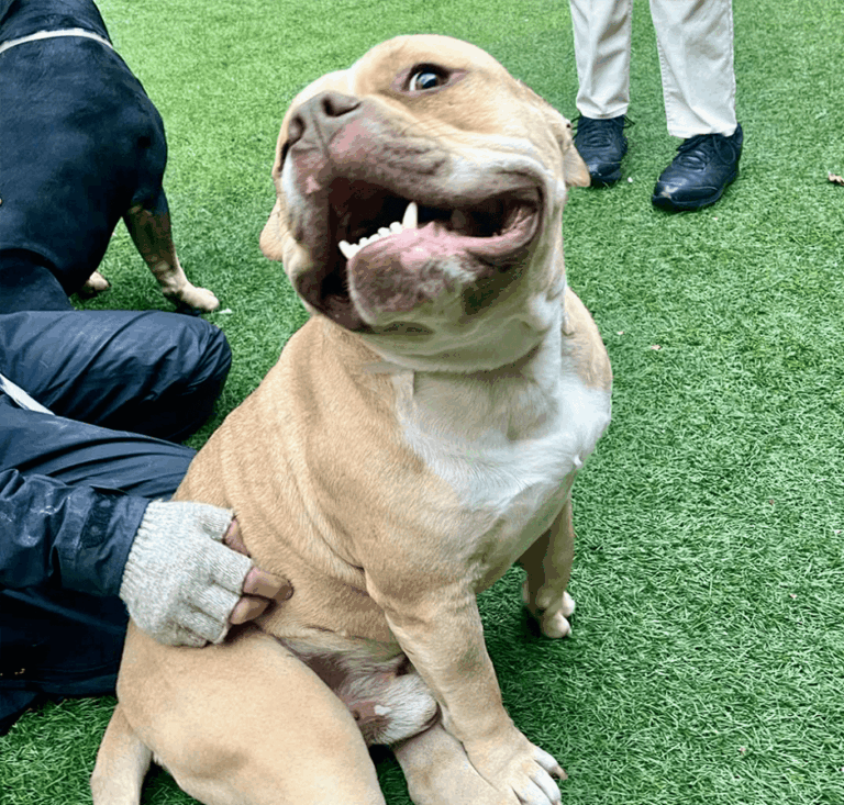 Tan dog sitting on green grass looking up happily at a person.