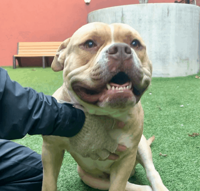 Close-up of Bubba being petted while sitting on green turf.