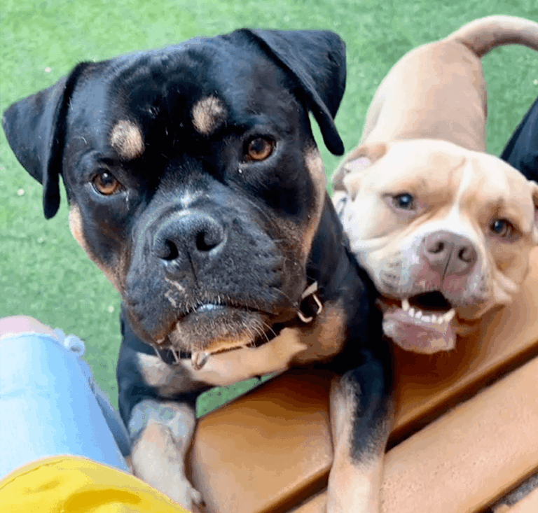 Bubba sitting next to a black and tan dog friend on a bench.