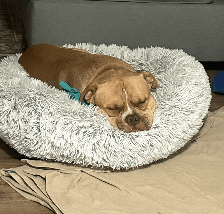 Tan dog sleeping soundly in a fluffy white round dog bed.