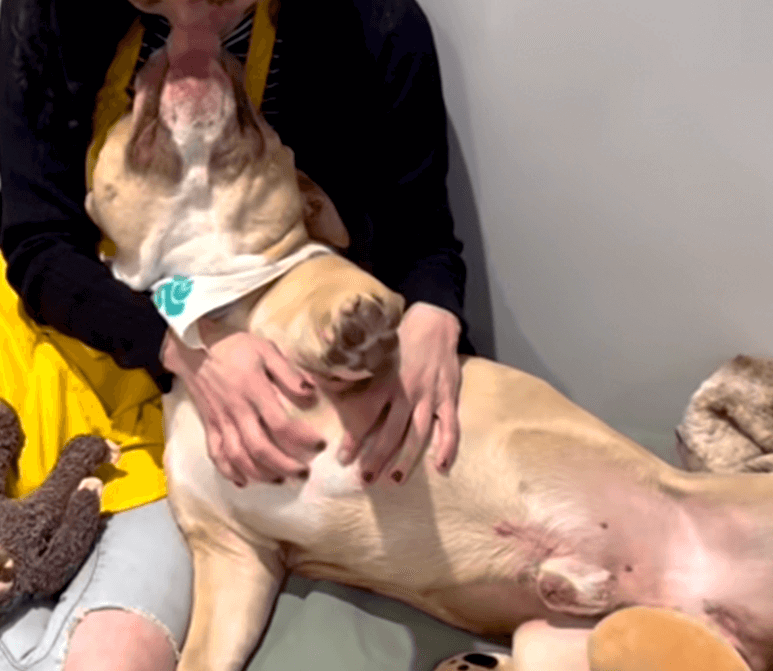 A woman hugging Bubba while he leans his head against her face.