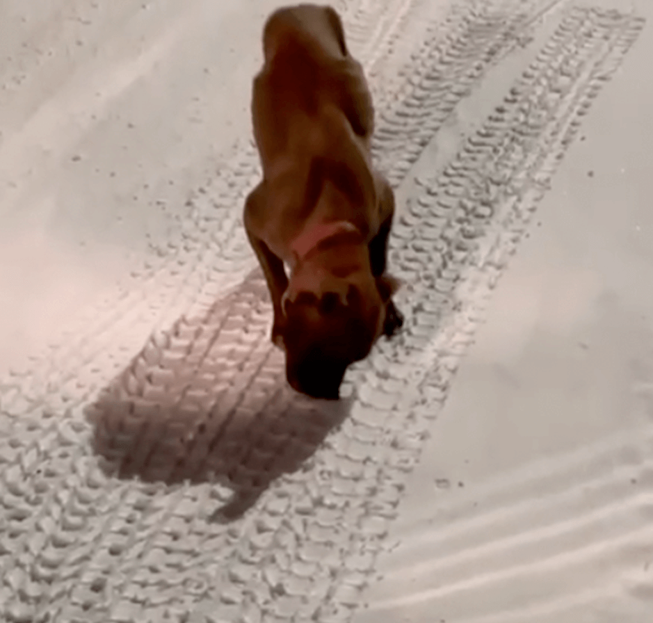 Aerial view of a thin brown dog standing on a snowy, tire-tracked road.
