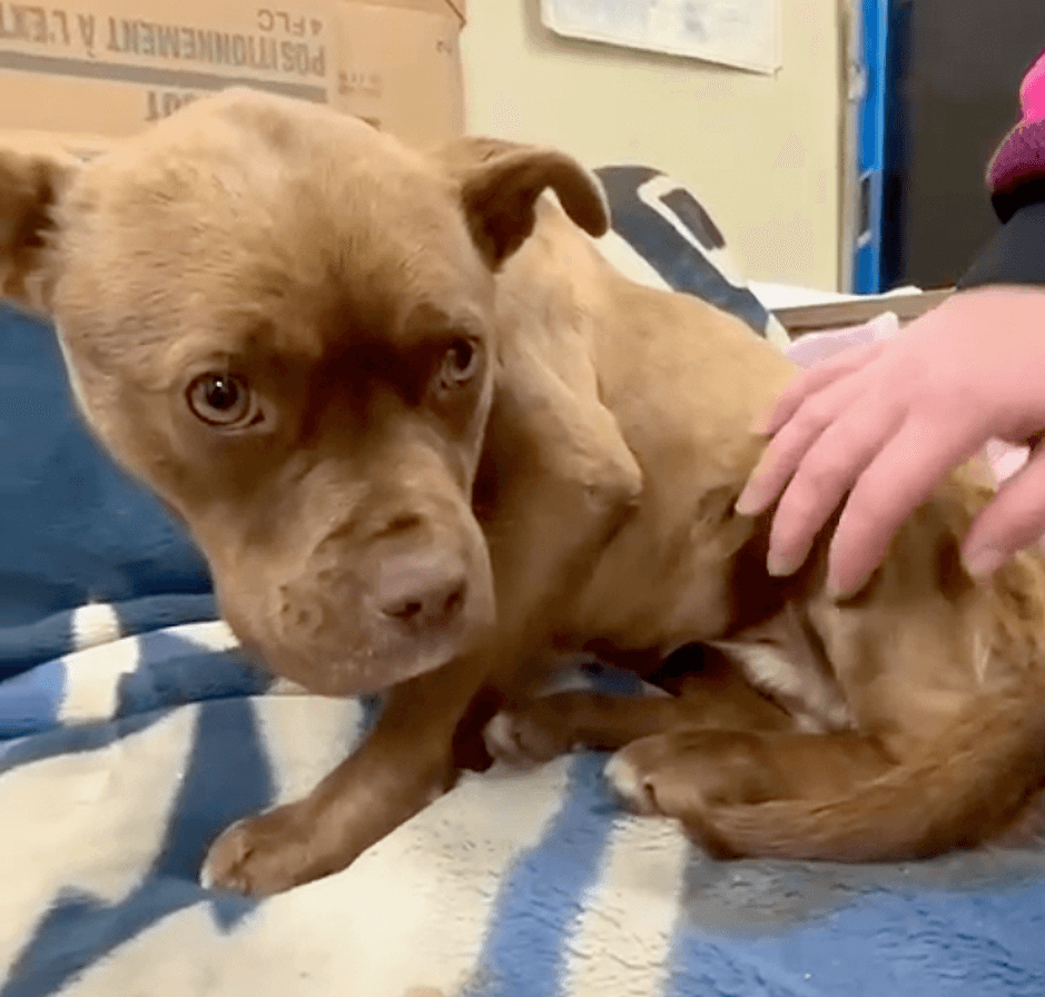 Close-up of a brown dog being petted while sitting on a blue and white blanket.