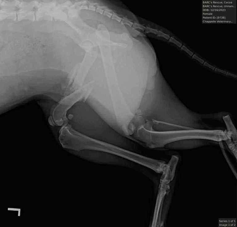 Lateral X-ray of a dog’s hind legs and pelvis showing bone fractures.