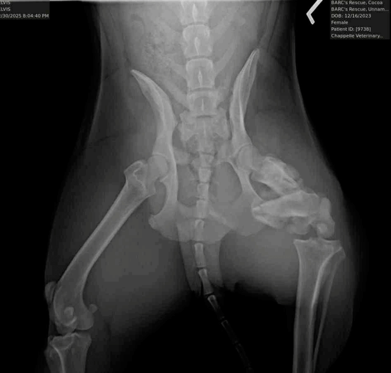 Ventrodorsal X-ray view of a dog’s pelvis revealing multiple fractures.