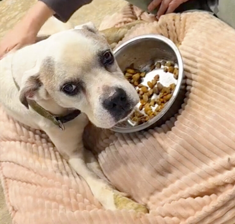 White dog lying on a pink textured blanket next to a bowl of kibble.
